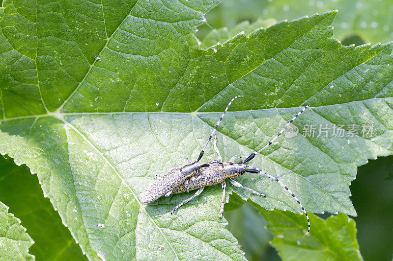 Copula的长角甲虫(Agapanthia villosoviridescent)